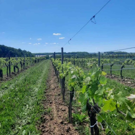  IMMOG Le Haillan Agent Immobilier : Domaines / Propriétés | JONZAC (17500) | 116 m2 | 715 000 € 