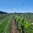  IMMOG Le Haillan Agent Immobilier : Domaines / Propriétés | JONZAC (17500) | 116 m2 | 715 000 € 