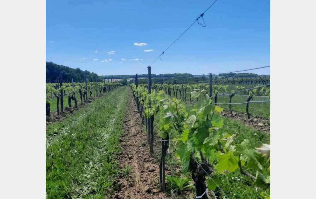 IMMOG Le Haillan Agent Immobilier : Domaines / Propriétés | JONZAC (17500) | 116 m2 | 715 000 € 